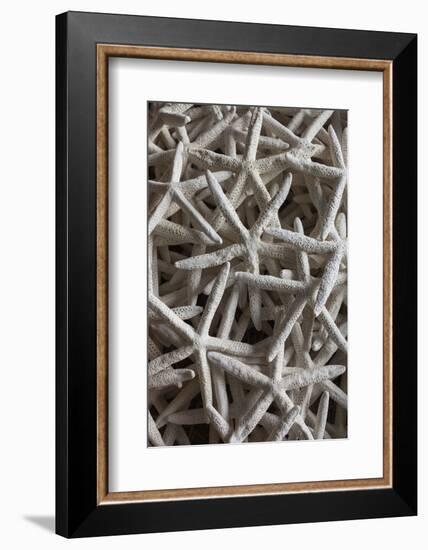 North Carolina, Outer Banks National Seashore, Corolla, Dried Starfish-Walter Bibikow-Framed Photographic Print