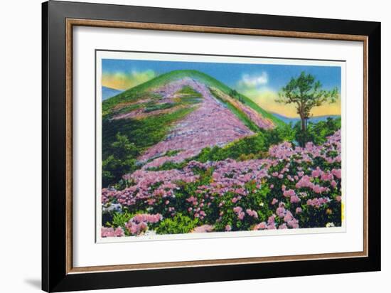 North Carolina - View of Purple Rhododendron in Bloom Near Blue Ridge Parkway-Lantern Press-Framed Premium Giclee Print