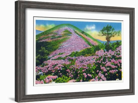 North Carolina - View of Purple Rhododendron in Bloom Near Blue Ridge Parkway-Lantern Press-Framed Art Print