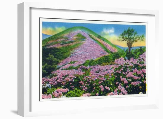 North Carolina - View of Purple Rhododendron in Bloom Near Blue Ridge Parkway-Lantern Press-Framed Art Print