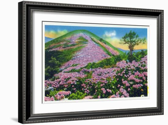 North Carolina - View of Purple Rhododendron in Bloom Near Blue Ridge Parkway-Lantern Press-Framed Art Print