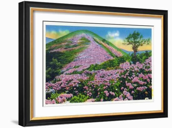 North Carolina - View of Purple Rhododendron in Bloom Near Blue Ridge Parkway-Lantern Press-Framed Art Print