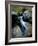 North Creek Tumbles Through Boulders, Schell Creek Range, Mt. Grafton Wilderness, Nevada, USA-Scott T. Smith-Framed Photographic Print