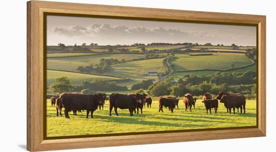 North Devon Red Ruby Cattle Herd Grazing in the Rolling Countryside, Black Dog, Devon-Adam Burton-Framed Premier Image Canvas