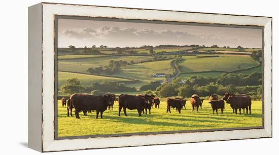 North Devon Red Ruby Cattle Herd Grazing in the Rolling Countryside, Black Dog, Devon-Adam Burton-Framed Premier Image Canvas