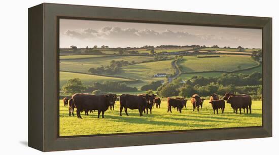 North Devon Red Ruby Cattle Herd Grazing in the Rolling Countryside, Black Dog, Devon-Adam Burton-Framed Premier Image Canvas