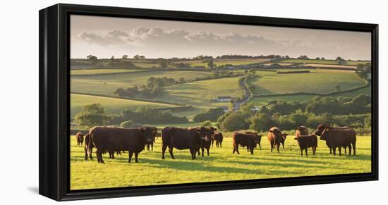 North Devon Red Ruby Cattle Herd Grazing in the Rolling Countryside, Black Dog, Devon-Adam Burton-Framed Premier Image Canvas