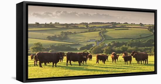 North Devon Red Ruby Cattle Herd Grazing in the Rolling Countryside, Black Dog, Devon-Adam Burton-Framed Premier Image Canvas