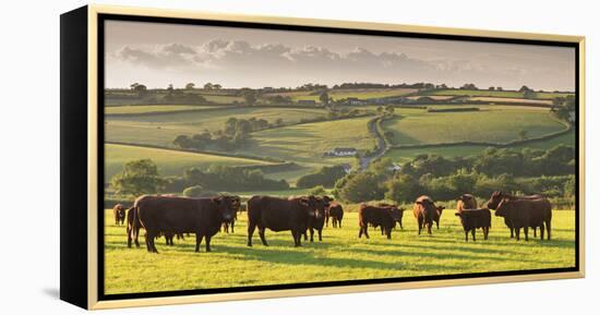 North Devon Red Ruby Cattle Herd Grazing in the Rolling Countryside, Black Dog, Devon-Adam Burton-Framed Premier Image Canvas