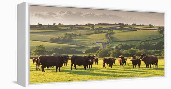 North Devon Red Ruby Cattle Herd Grazing in the Rolling Countryside, Black Dog, Devon-Adam Burton-Framed Premier Image Canvas