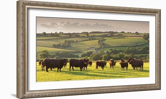 North Devon Red Ruby Cattle Herd Grazing in the Rolling Countryside, Black Dog, Devon-Adam Burton-Framed Photographic Print