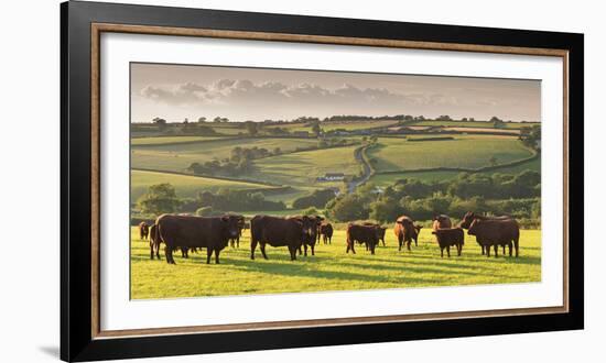 North Devon Red Ruby Cattle Herd Grazing in the Rolling Countryside, Black Dog, Devon-Adam Burton-Framed Photographic Print