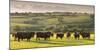 North Devon Red Ruby Cattle Herd Grazing in the Rolling Countryside, Black Dog, Devon-Adam Burton-Mounted Photographic Print