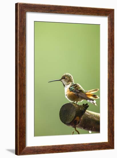 North Fork Flathead River. Calliope Hummingbird Perched-Michael Qualls-Framed Photographic Print