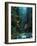 North Fork of Santiam River, Central Oregon Cascades, USA-Janis Miglavs-Framed Photographic Print