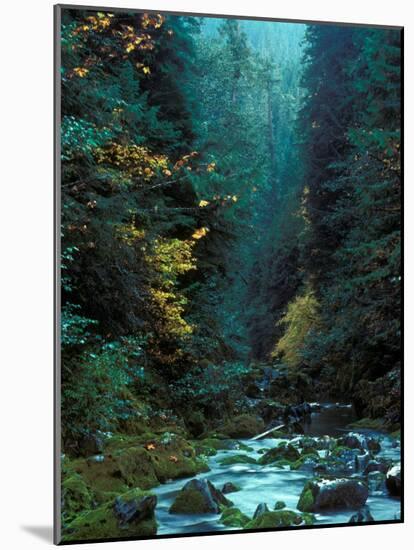 North Fork of Santiam River, Central Oregon Cascades, USA-Janis Miglavs-Mounted Photographic Print