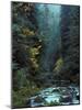 North Fork Santiam River near Opal Creek, Oregon Cascades, USA-Janis Miglavs-Mounted Photographic Print