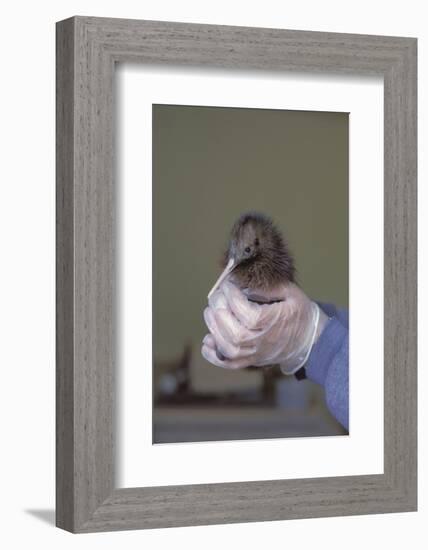 North Island Brown Kiwi Chick (Apteryx Mantelli) Breeding Centre Nz-Christophe Courteau-Framed Photographic Print