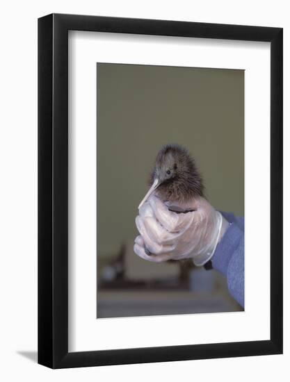 North Island Brown Kiwi Chick (Apteryx Mantelli) Breeding Centre Nz-Christophe Courteau-Framed Photographic Print