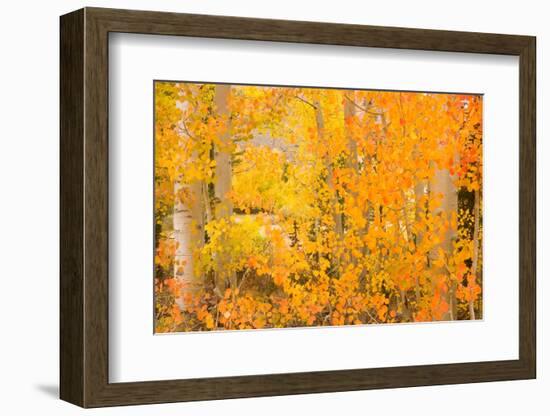 North Lake Aspen-Richard Wong-Framed Photographic Print