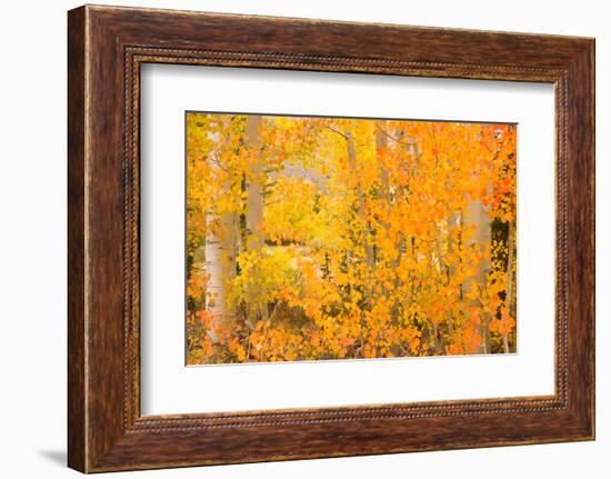 North Lake Aspen-Richard Wong-Framed Photographic Print