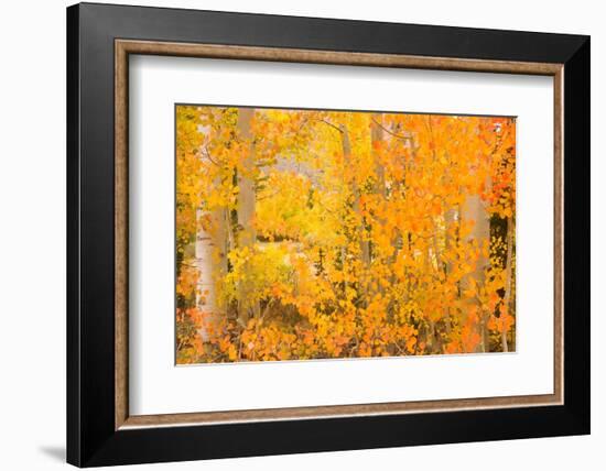 North Lake Aspen-Richard Wong-Framed Photographic Print