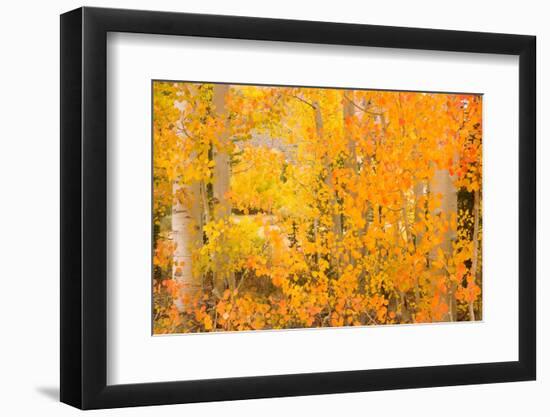 North Lake Aspen-Richard Wong-Framed Photographic Print