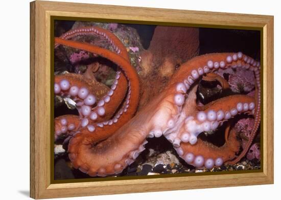 North Pacific Giant Octopus Showing Suckers-null-Framed Premier Image Canvas