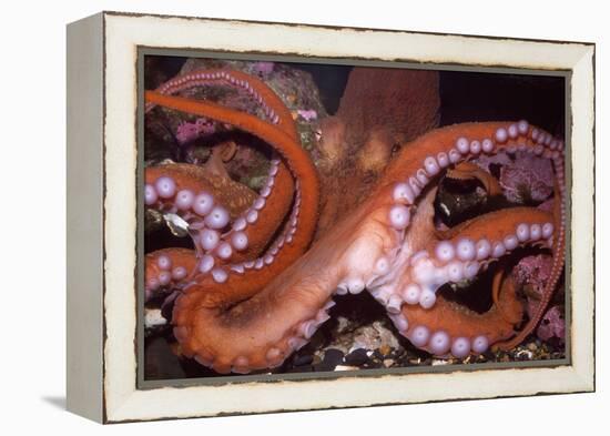 North Pacific Giant Octopus Showing Suckers-null-Framed Premier Image Canvas