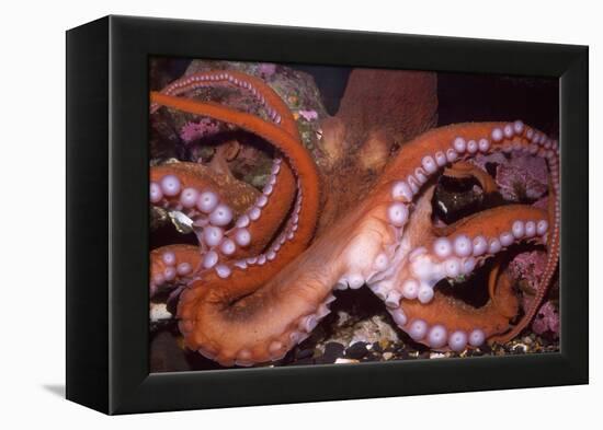 North Pacific Giant Octopus Showing Suckers-null-Framed Premier Image Canvas