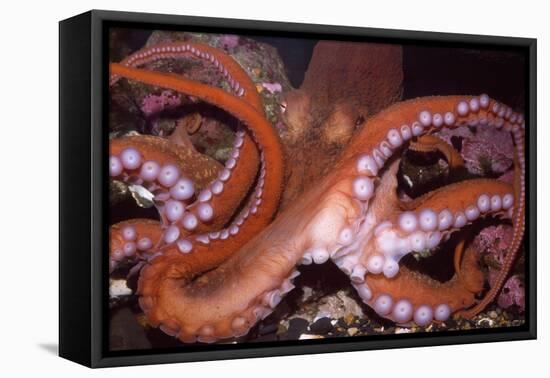 North Pacific Giant Octopus Showing Suckers-null-Framed Premier Image Canvas