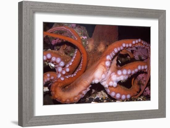 North Pacific Giant Octopus Showing Suckers-null-Framed Photographic Print