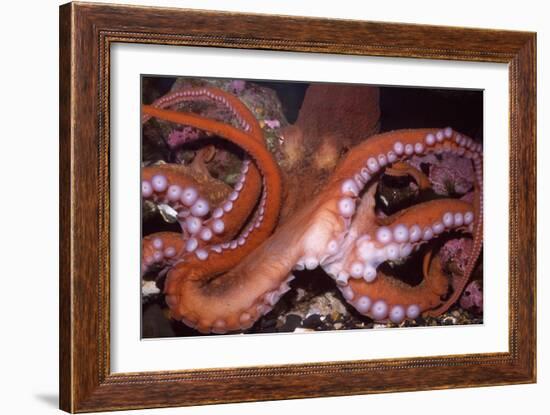 North Pacific Giant Octopus Showing Suckers-null-Framed Photographic Print