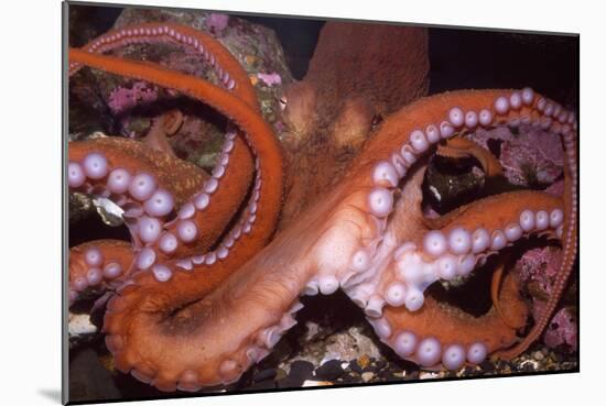 North Pacific Giant Octopus Showing Suckers-null-Mounted Photographic Print