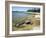 North Shore of Lake on Rocky Platform of Forested Laurentian Shield, Lake Superior, Canada-Tony Waltham-Framed Photographic Print