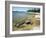 North Shore of Lake on Rocky Platform of Forested Laurentian Shield, Lake Superior, Canada-Tony Waltham-Framed Photographic Print