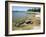 North Shore of Lake on Rocky Platform of Forested Laurentian Shield, Lake Superior, Canada-Tony Waltham-Framed Photographic Print