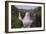 North Shore-Gordon Semmens-Framed Photographic Print