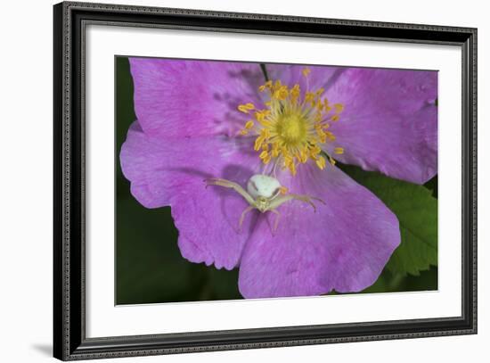 North Shore-Gordon Semmens-Framed Photographic Print