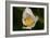 North Shore-Gordon Semmens-Framed Photographic Print