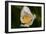 North Shore-Gordon Semmens-Framed Photographic Print