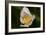 North Shore-Gordon Semmens-Framed Photographic Print