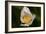 North Shore-Gordon Semmens-Framed Photographic Print