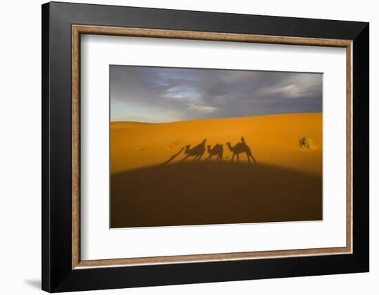 North Tafilalet, Erfoud, Merzouga, Erg Chebbi, Dromedary Camel Caravan-Emily Wilson-Framed Photographic Print