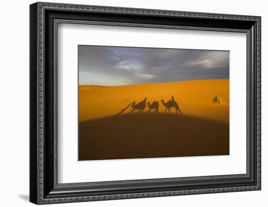 North Tafilalet, Erfoud, Merzouga, Erg Chebbi, Dromedary Camel Caravan-Emily Wilson-Framed Photographic Print