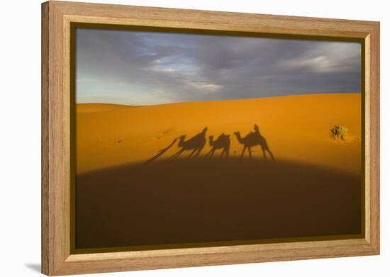 North Tafilalet, Erfoud, Merzouga, Erg Chebbi, Dromedary Camel Caravan-Emily Wilson-Framed Premier Image Canvas