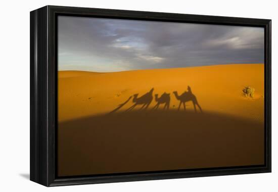 North Tafilalet, Erfoud, Merzouga, Erg Chebbi, Dromedary Camel Caravan-Emily Wilson-Framed Premier Image Canvas