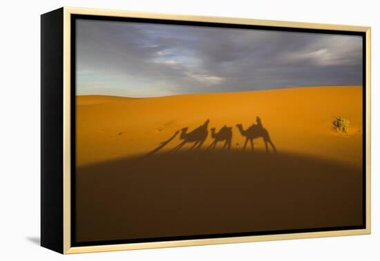 North Tafilalet, Erfoud, Merzouga, Erg Chebbi, Dromedary Camel Caravan-Emily Wilson-Framed Premier Image Canvas