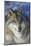 North-western wolf portrait, captive occurs in northwestern USA and Canada-Daniel Heuclin-Mounted Photographic Print