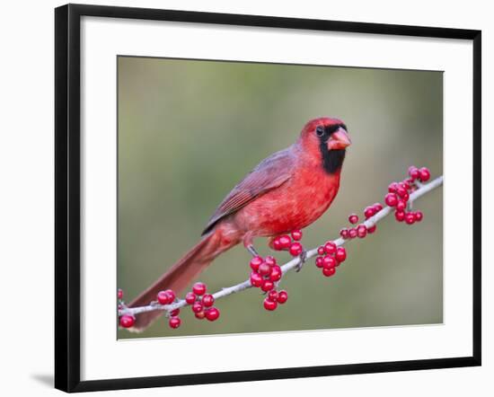 Northen Cardinal Perched on Branch, Texas, USA-Larry Ditto-Framed Photographic Print